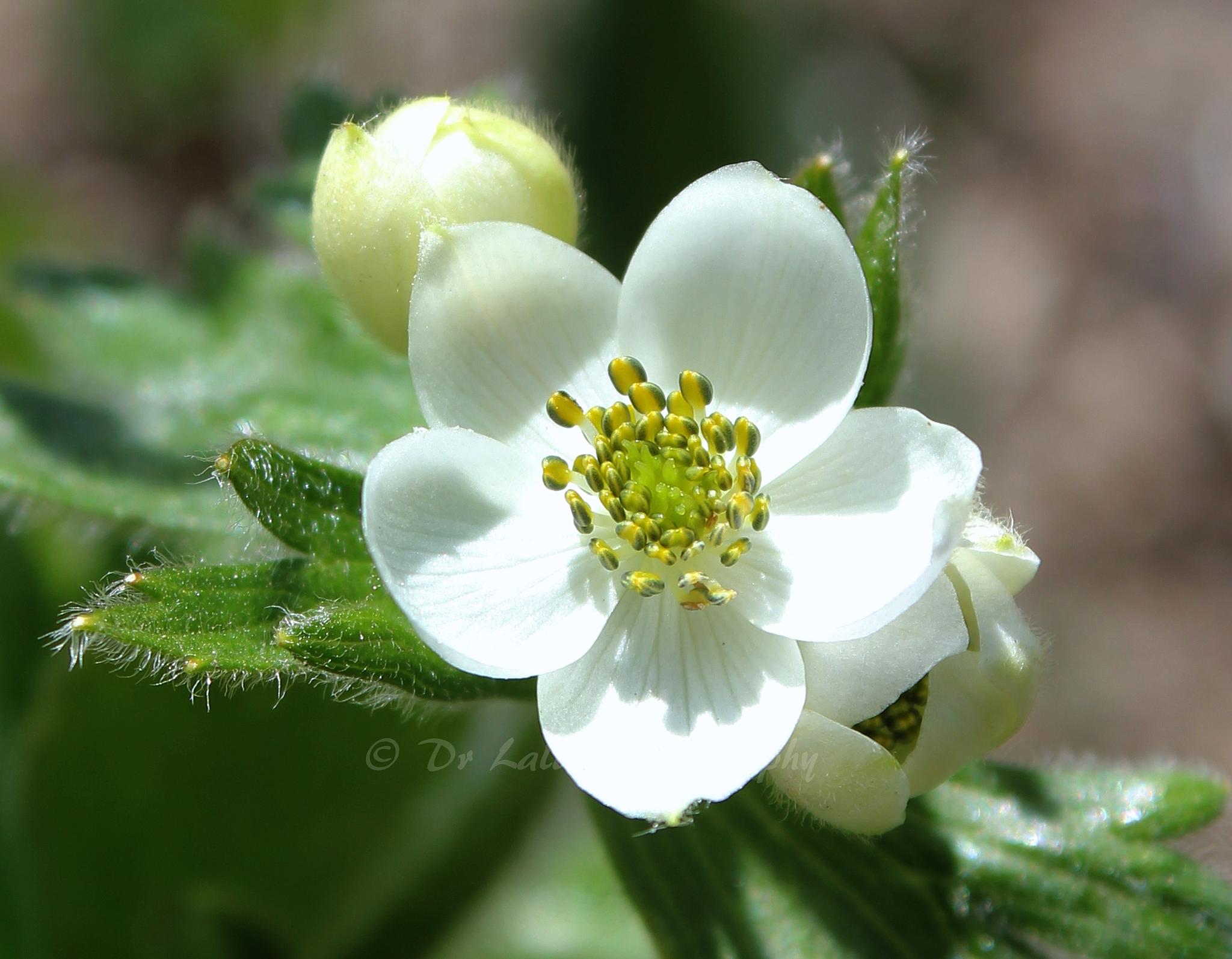 Himalayan Flower: by Dr Lalit on YouPic
