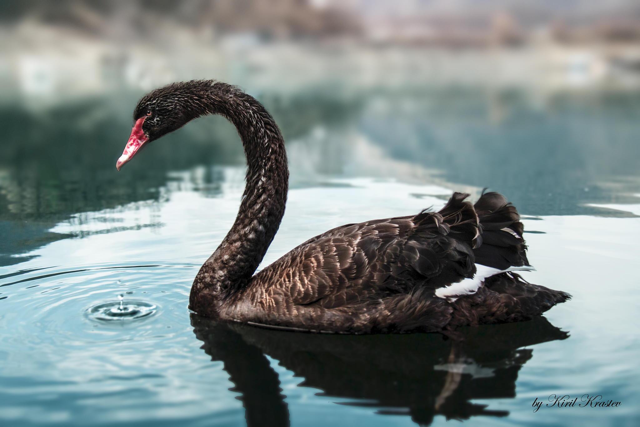 a black swan