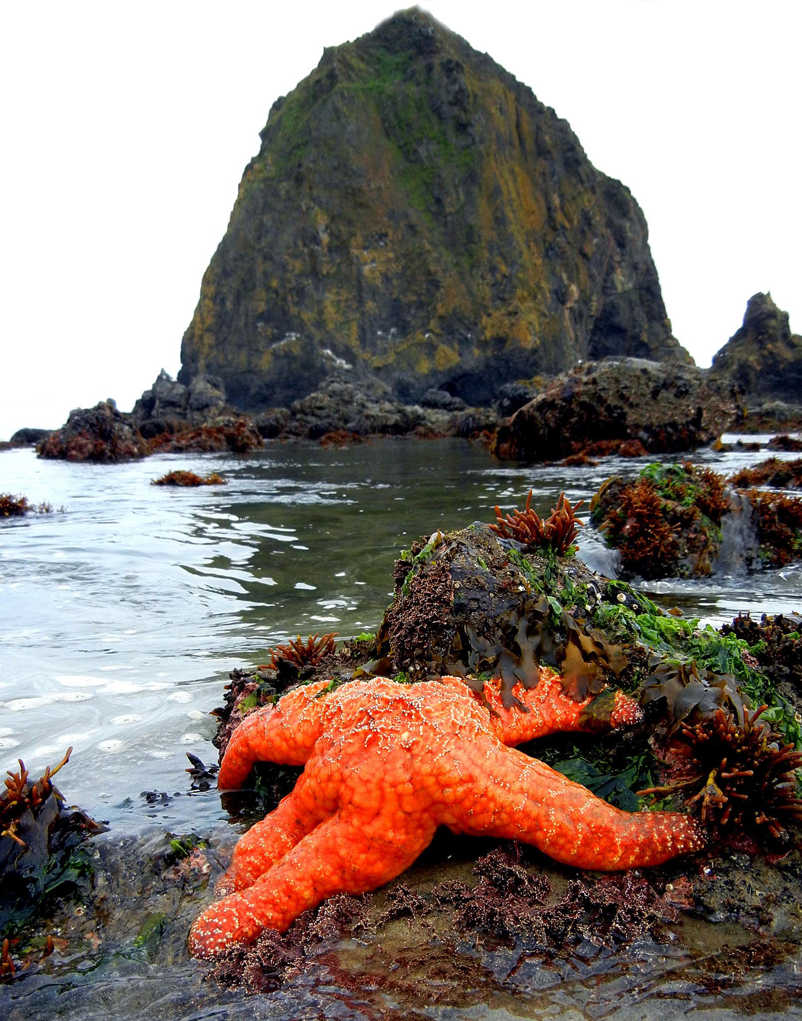 Starfish low tide Cannon Beach by annlynnphotography on YouPic