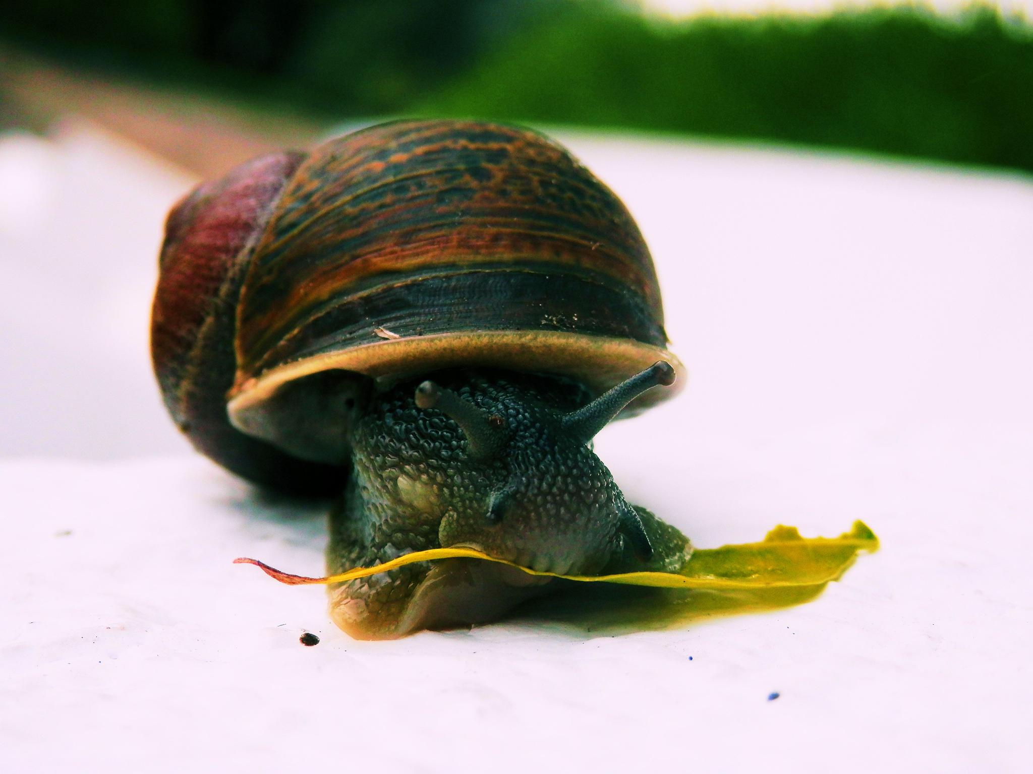 Eating Snail by José Mendes on YouPic