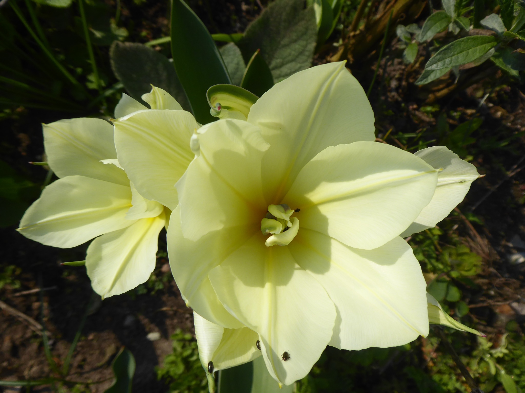 White tulips with bugs by Norbert Reiss on YouPic
