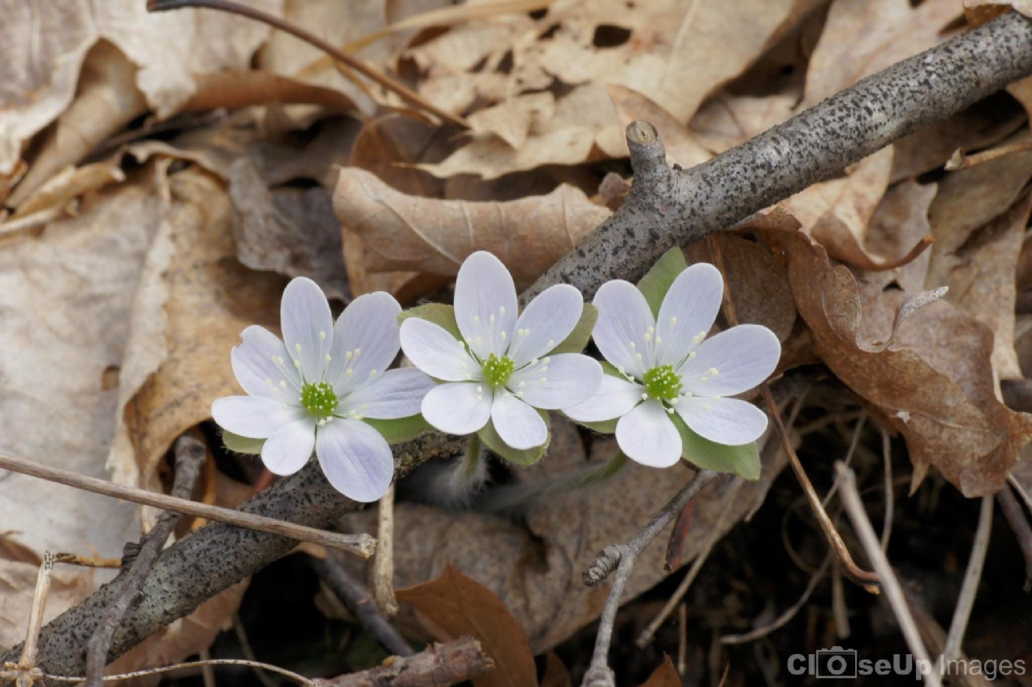 Mayflower Trio by CloseUpImages on YouPic