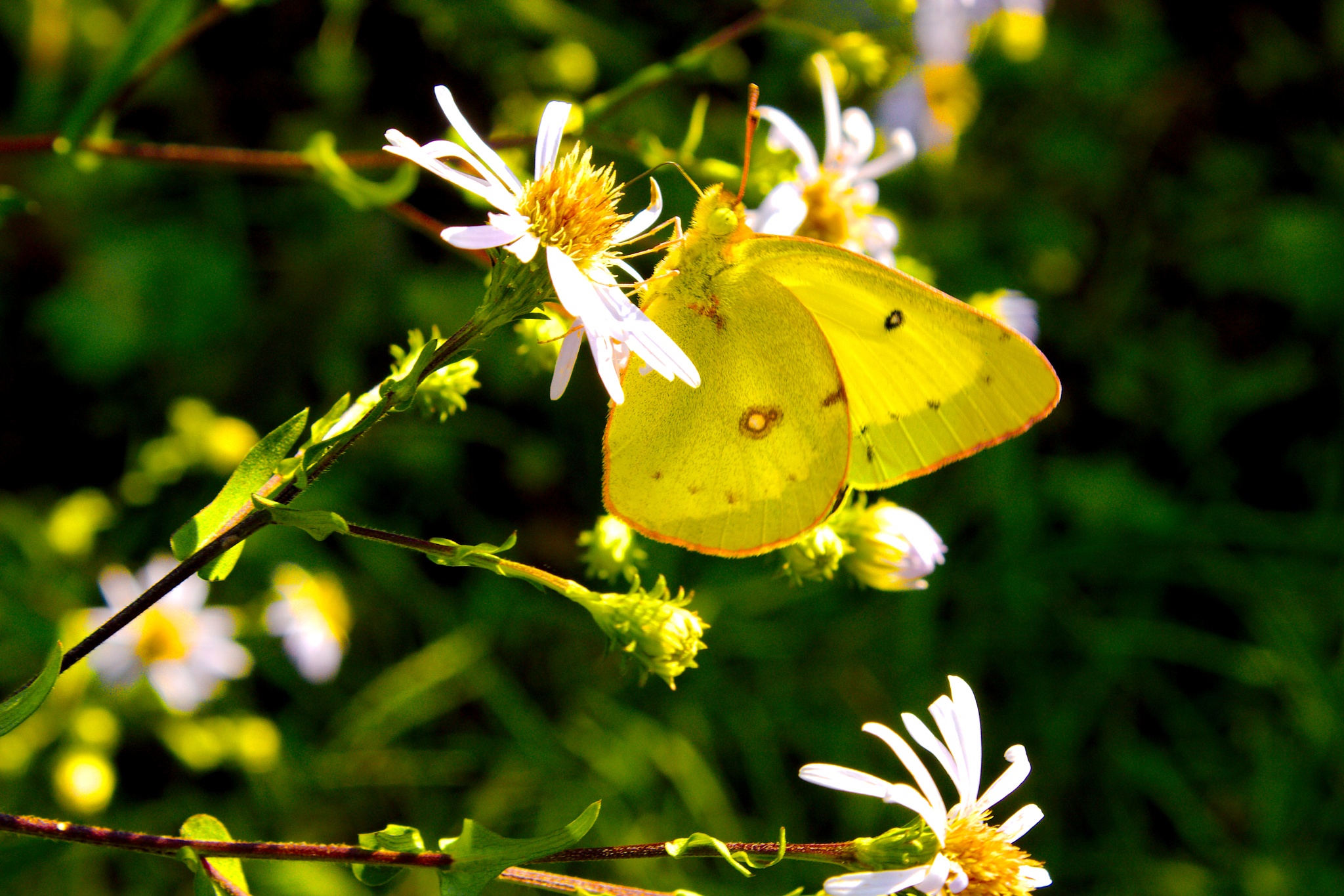 Southern Dogface Butterfly by Presnell Photography on YouPic