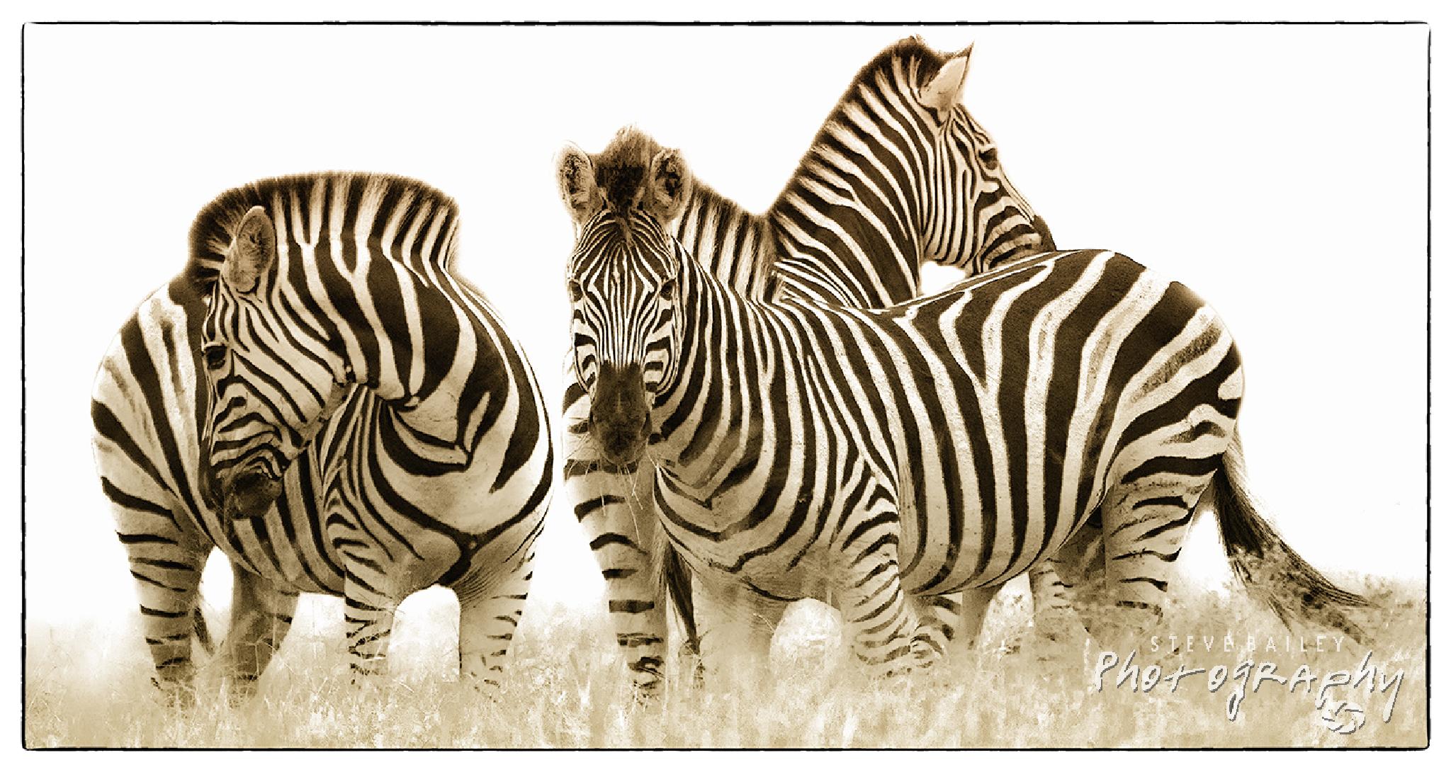 Zebra Lines by SteveBailey on YouPic