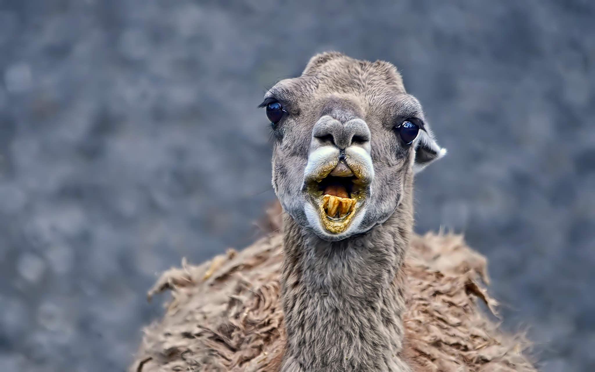 Vicuña (Vicugna vicugna) by Asterix93 on YouPic