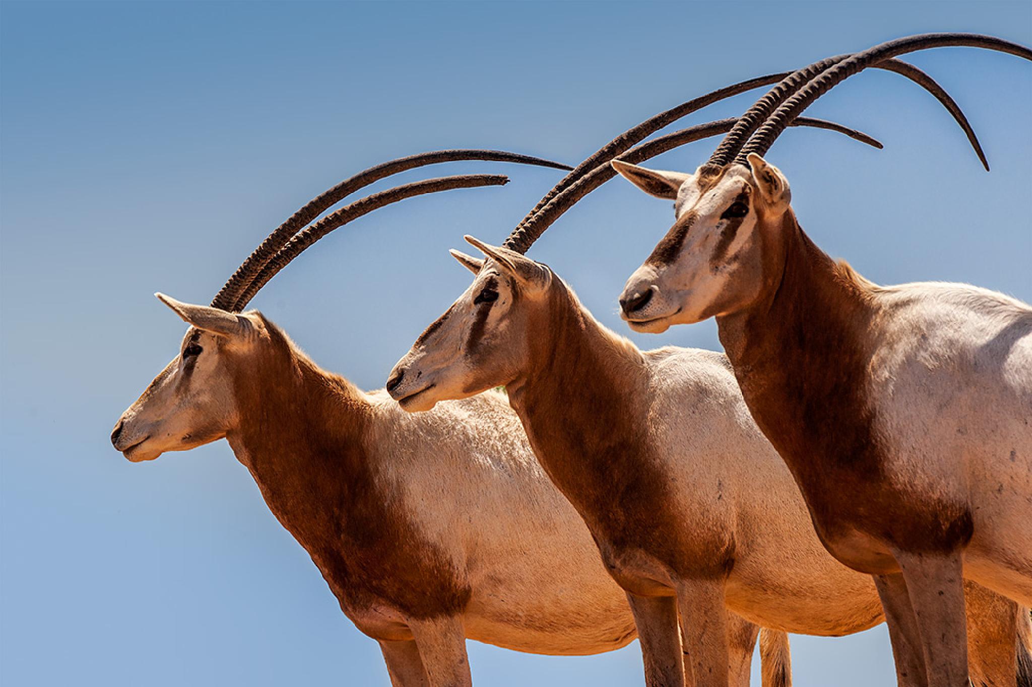 Oryx dammah by Sotiris Siomis on YouPic