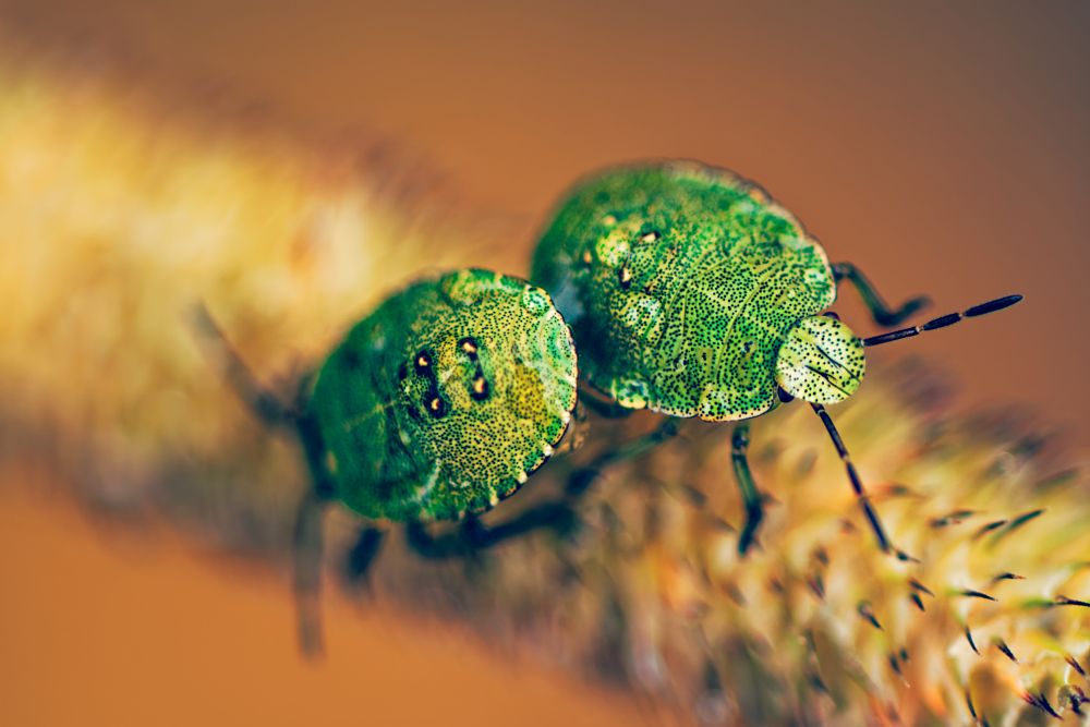 After Rain: Green Shield Bug