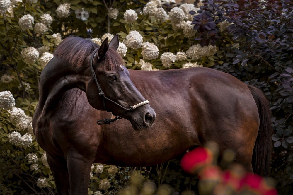Beautiful Horse...