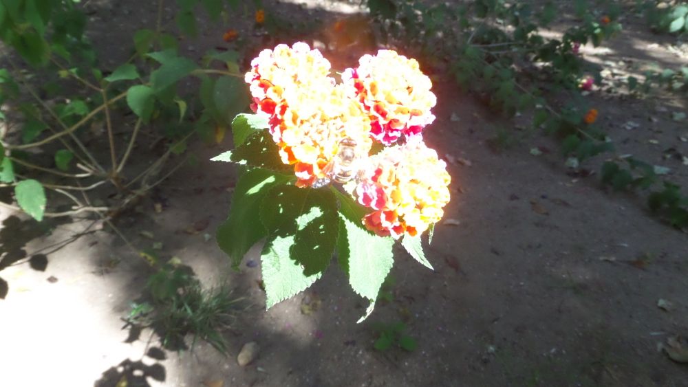 Flowers in the Sun by brian f kirkham