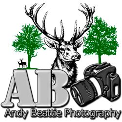 Andy Beattie Photography Andy Beattie Photography